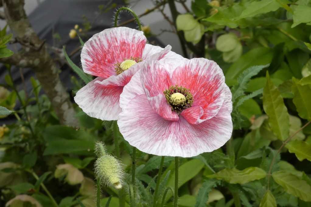 515