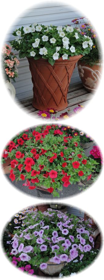 満開を待つペチュニア　