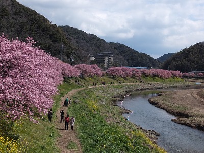 20140308みなみの桜