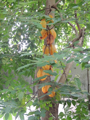 夢の島熱帯植物園05