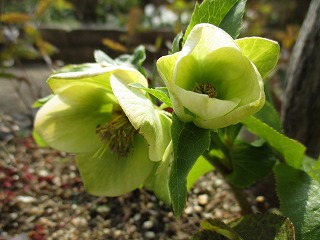 IMG_6533ss.jpg