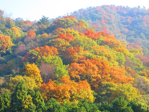 休山散歩