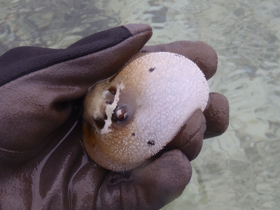 沖縄磯採集2012年9月下旬46　コクテンフグ（Arothron nigropunctatus）