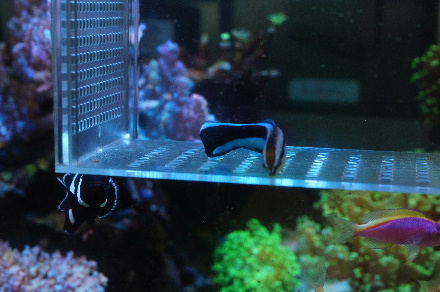 2015_0725ﾎﾝｿﾒﾜｹﾍﾞﾗ捕獲0005.JPG