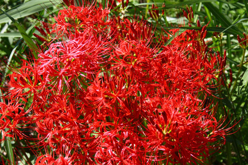 ヒガンバナ　26.9.22-4_edited-1.jpg