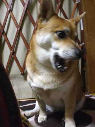 ちろ２