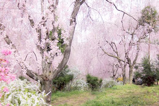 京都で桜を堪能したいなら原谷苑！