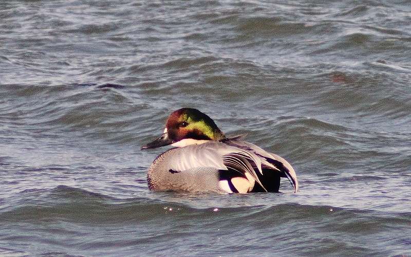 IMG_2417 (800x500).jpg