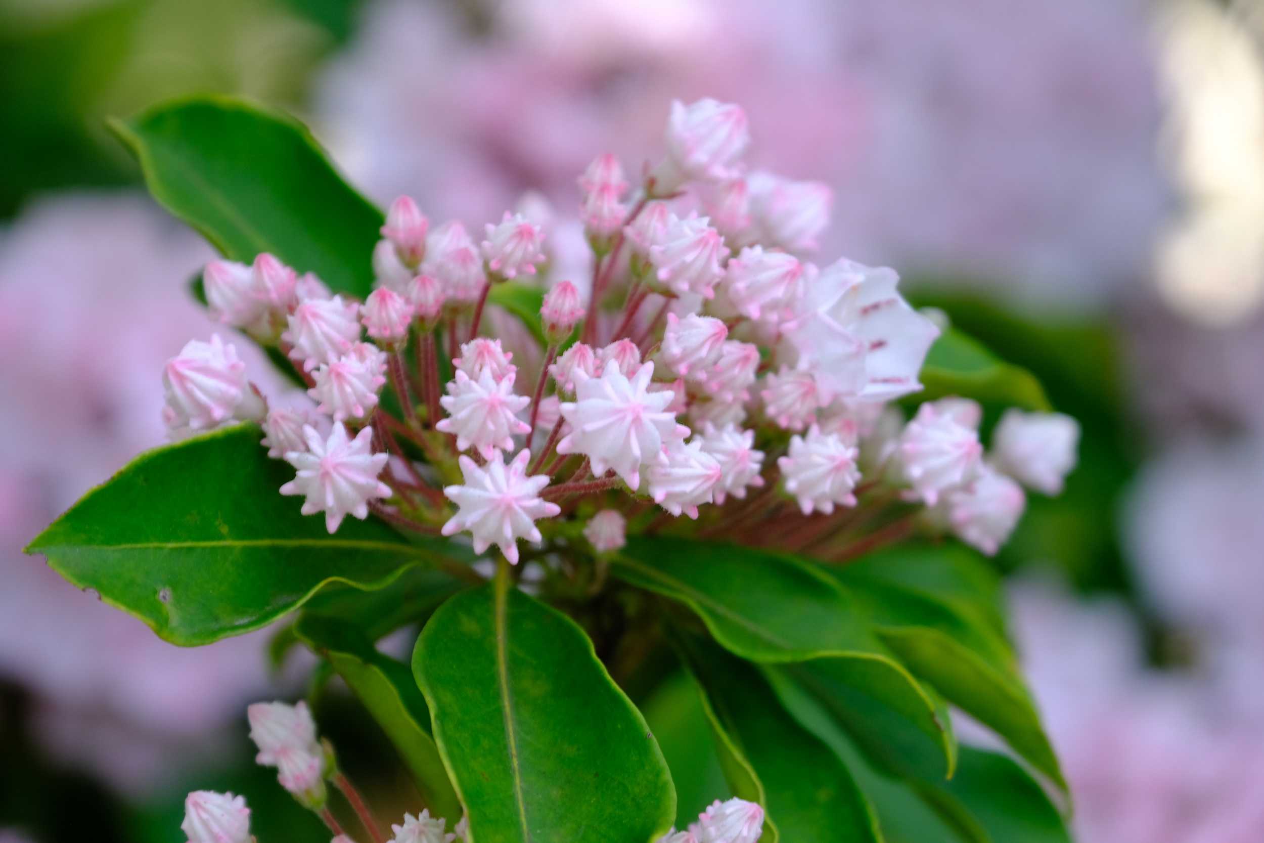 カルミアの花とつぼみ 南風のメッセージ 楽天ブログ