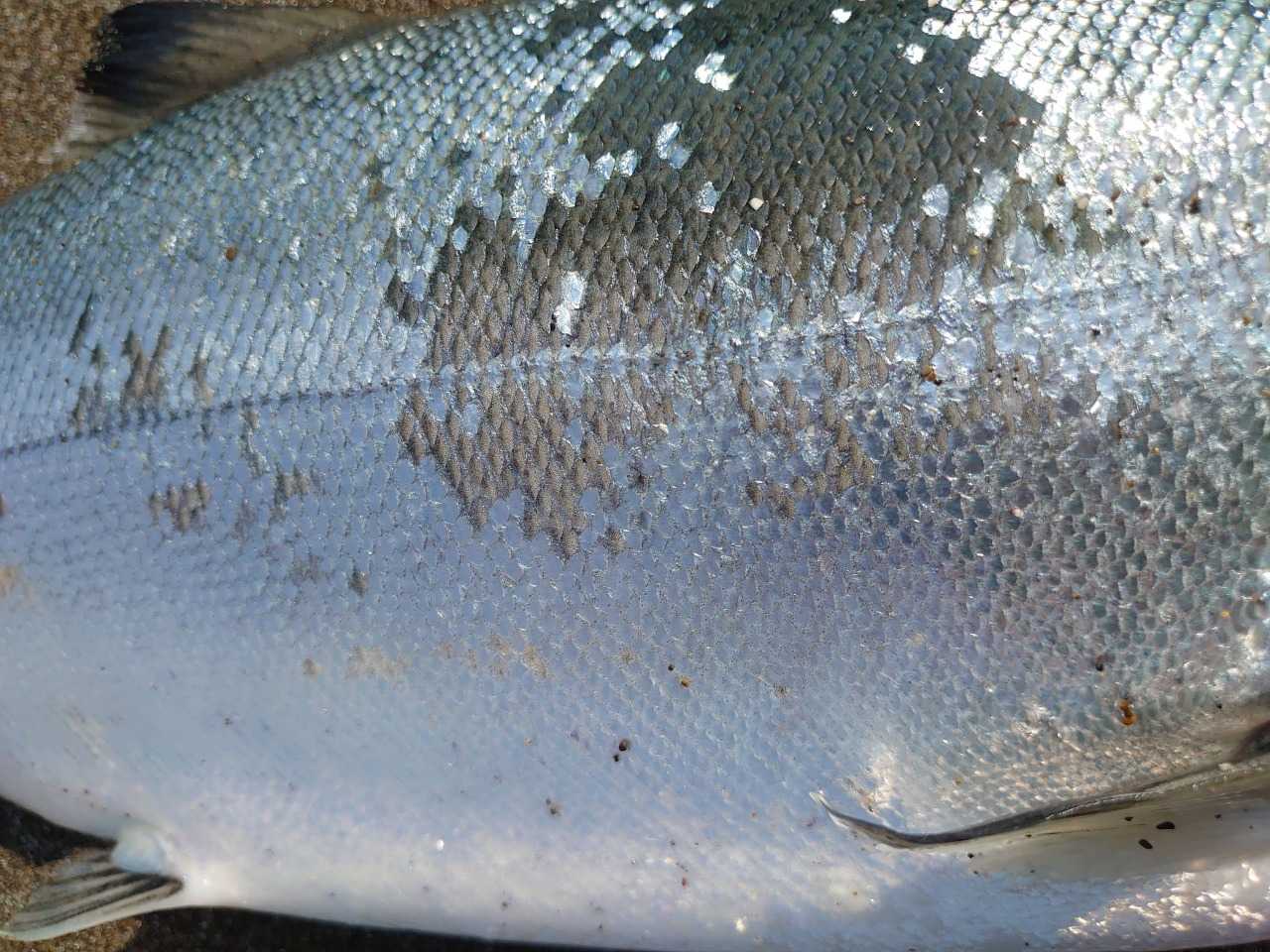 サクラマス釣り 匂いは関係あるの ガルプ汁をルアーにかけた結果 北国の遊び方 北海道の釣りブログ 楽天ブログ