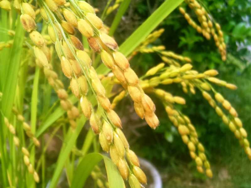 稲の実＝米 | 熊谷_西別府 - 楽天ブログ