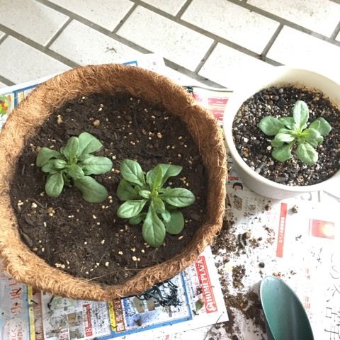 ペチュニア定植と本日のパンジー ビオラ 花いっぱい咲かせたい 楽天ブログ