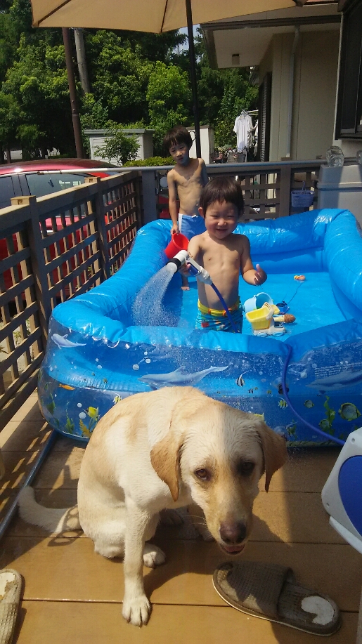 ２７年夏プールとガルボ.JPG