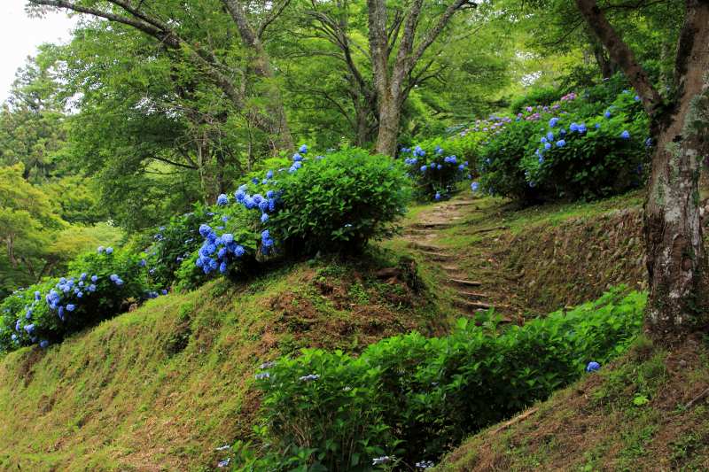 七曲り紫陽花_02.jpg