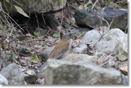 健民海浜公園-9 シロハラ 14.3.17