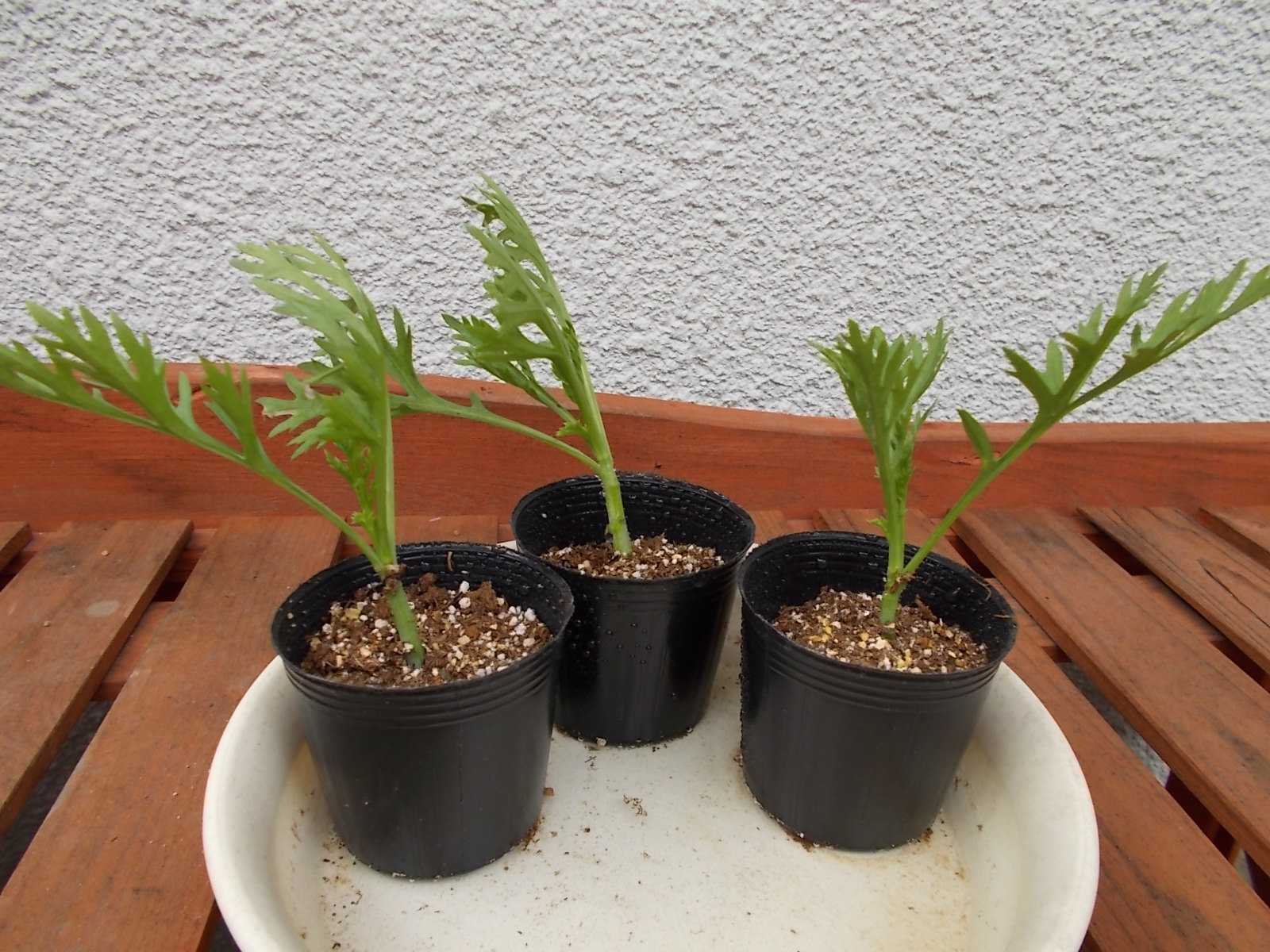 色々間違いながらもマーガレットの挿し木をしました バラを咲かせることが好き 楽天ブログ