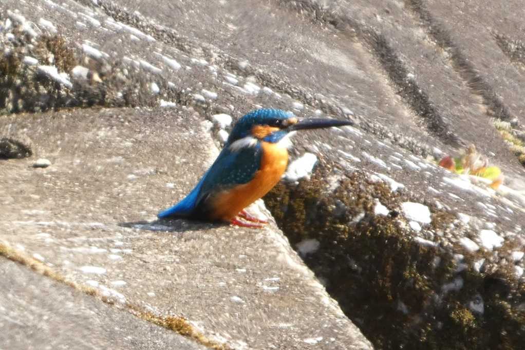 515