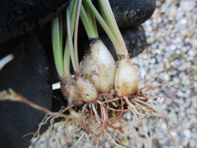 ムスカリの植え替え 園芸備忘録 楽天ブログ