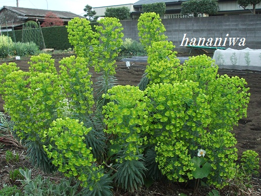 2012_0419トレッサ用寄せ植えとクレマチスの講座とカ0029.JPG