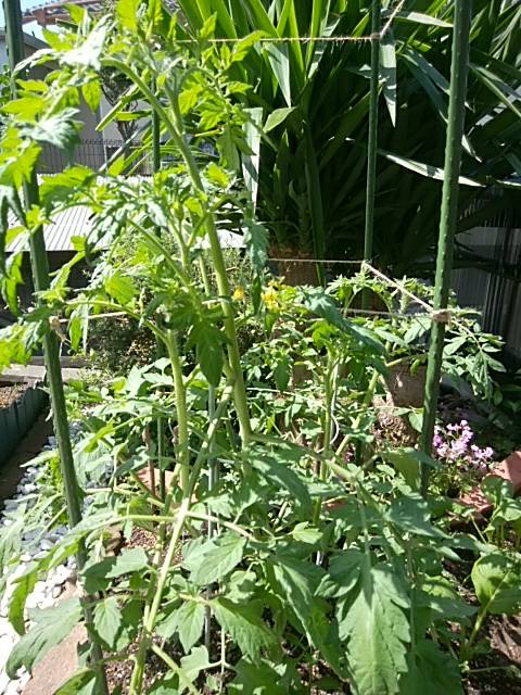 ミニトマトの栽培の注意点です 彡 学び活かすのブログ 楽天ブログ
