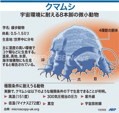 クマ
