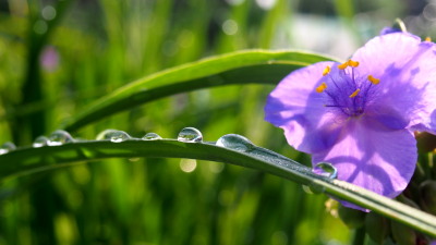 朝露に濡れた花　6.15　2016　ｐ