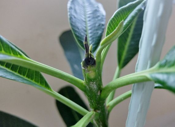 プルメリア 植替え ハワイ グアム 花