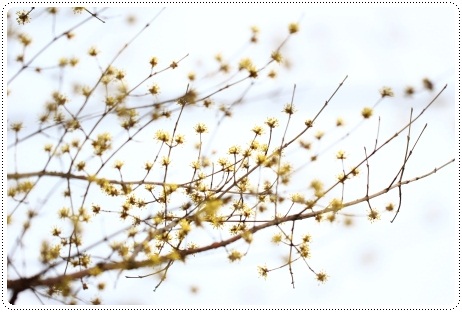 樹木公園-12 サンシュユ 13.3.19