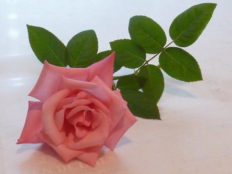 P1240853.JPG