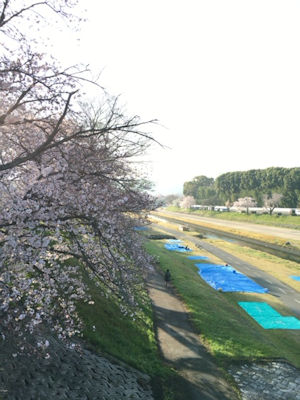 160401旭川桜.jpg