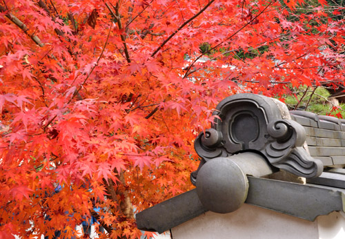 紅葉５