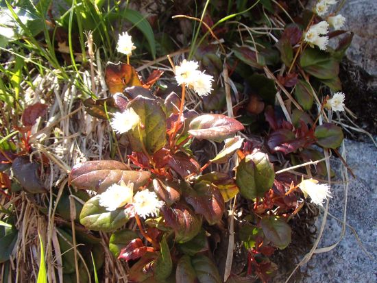 谷川岳の高山植物 | 山への情熱 音楽への愛 - 楽天ブログ