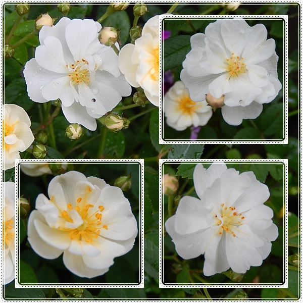 花２