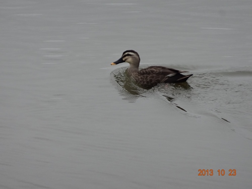 DSC04797_R.JPG