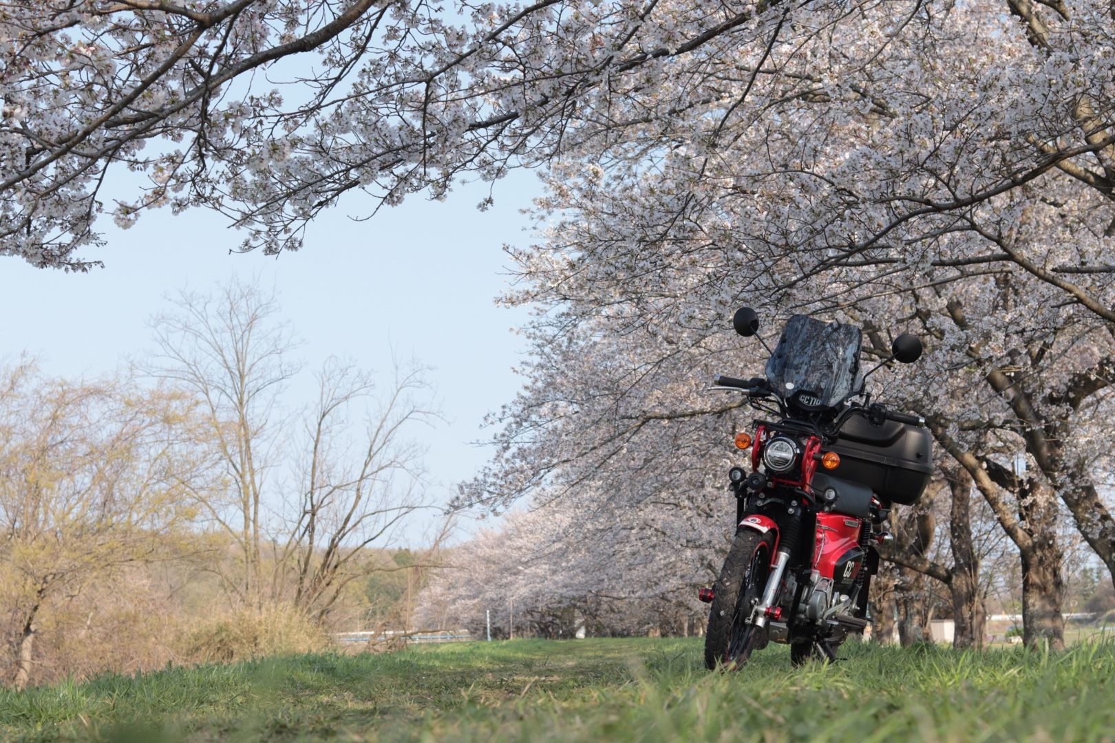 都幾川の桜 よーブロ 楽天ブログ