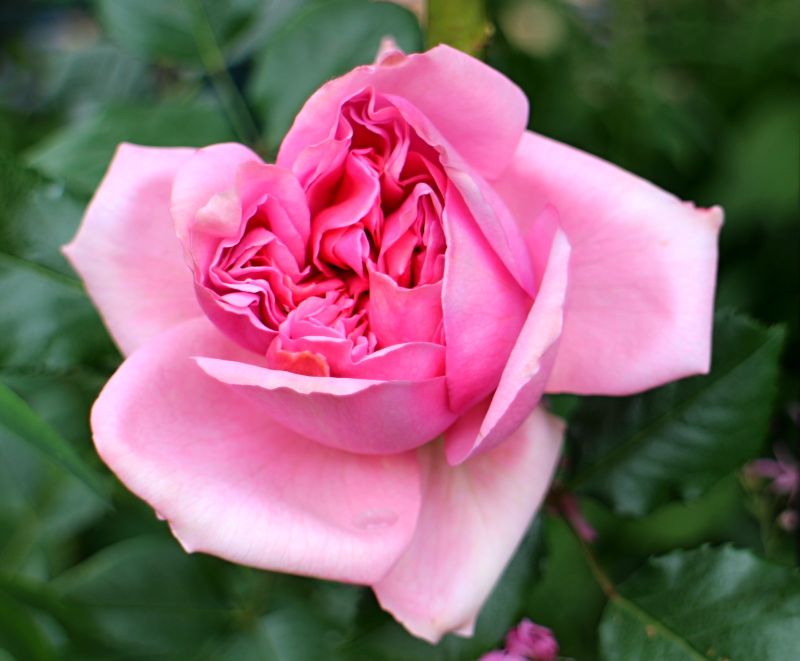 ローズポンパドール バラと可愛い花たち 楽天ブログ