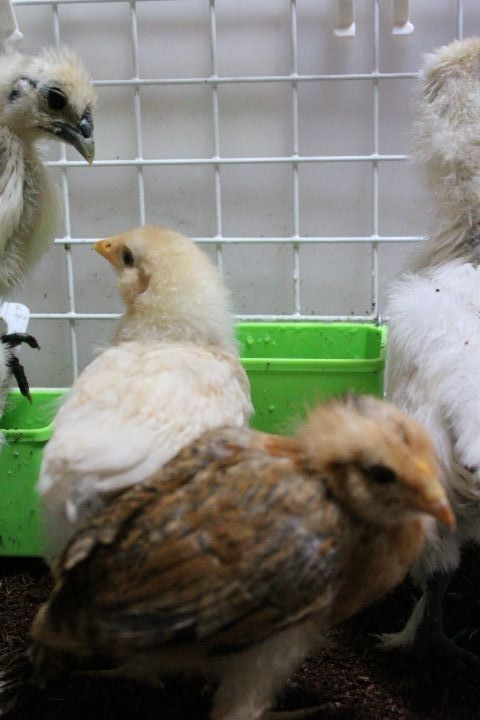 ジョイフルホンダ ウズラ ニワトリ たまに育雛 楽天ブログ