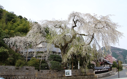 鳥取市河原町長瀬の枝垂れ桜