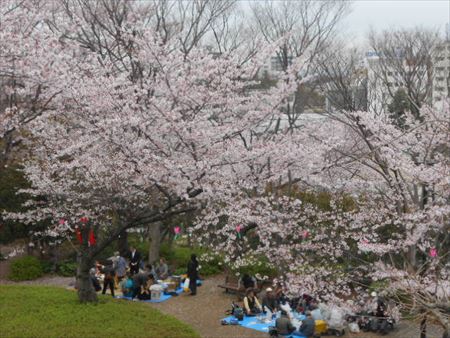 浜松城公園の桜