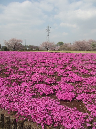 芝桜