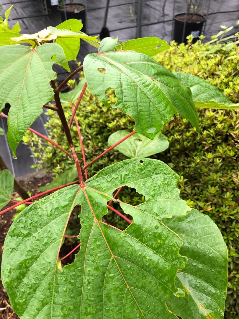 庭の木の葉が虫に食べられた 尾上 茂 の日記 おのログ 楽天ブログ