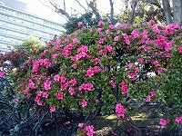 つつじ.jpg