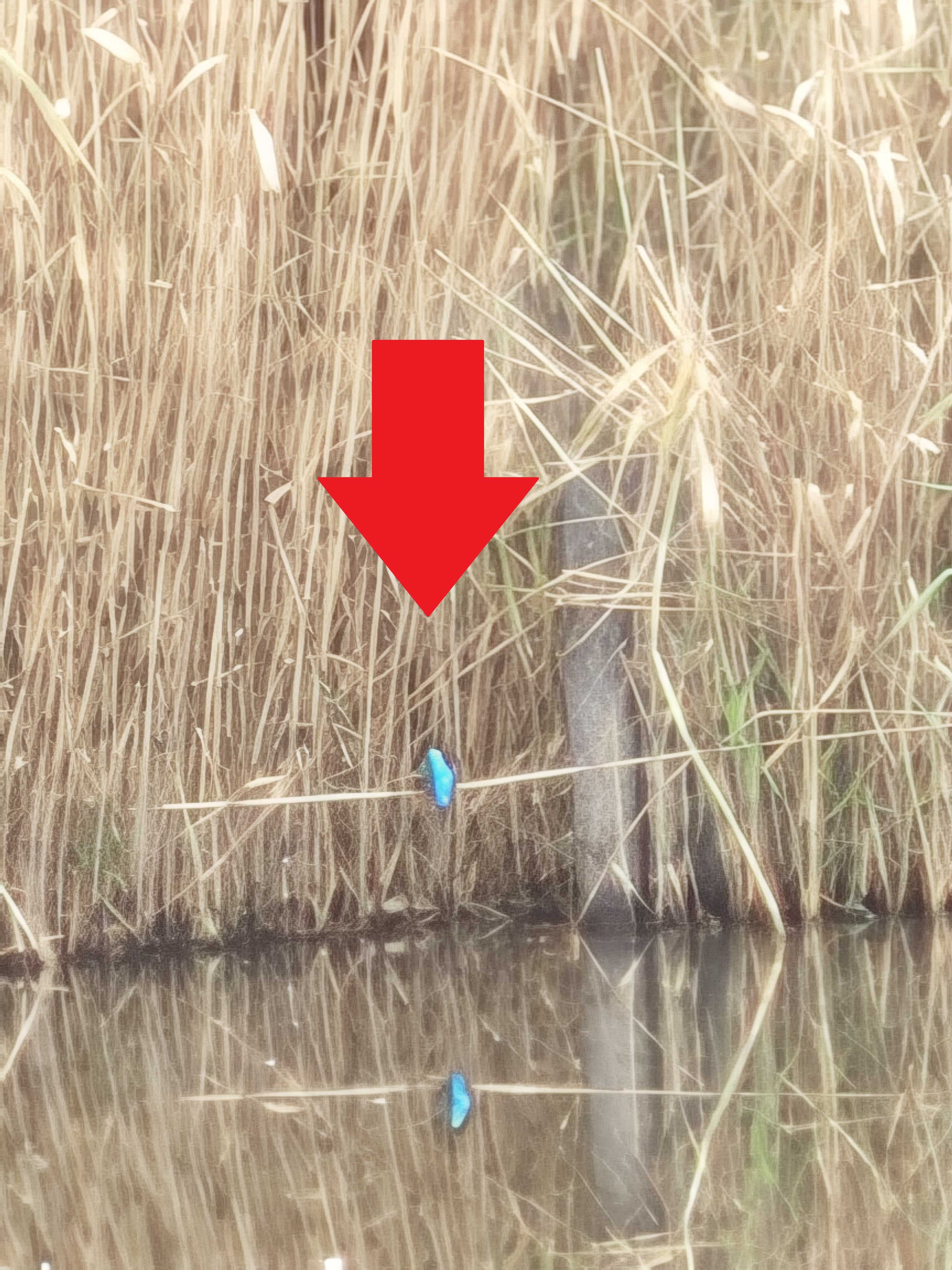 千葉県習志野市　谷津干潟　自然観察センター　カワセミ