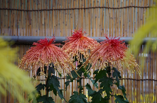 東京都観光菊花大会