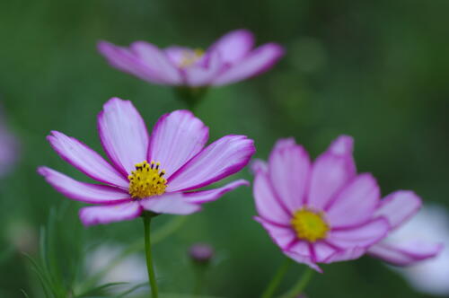 原っぱ西花畑のコスモス