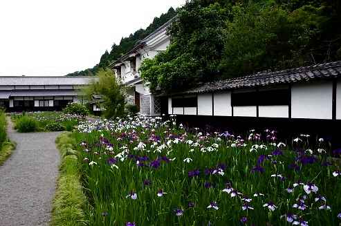 13.建物群と花ショウブ