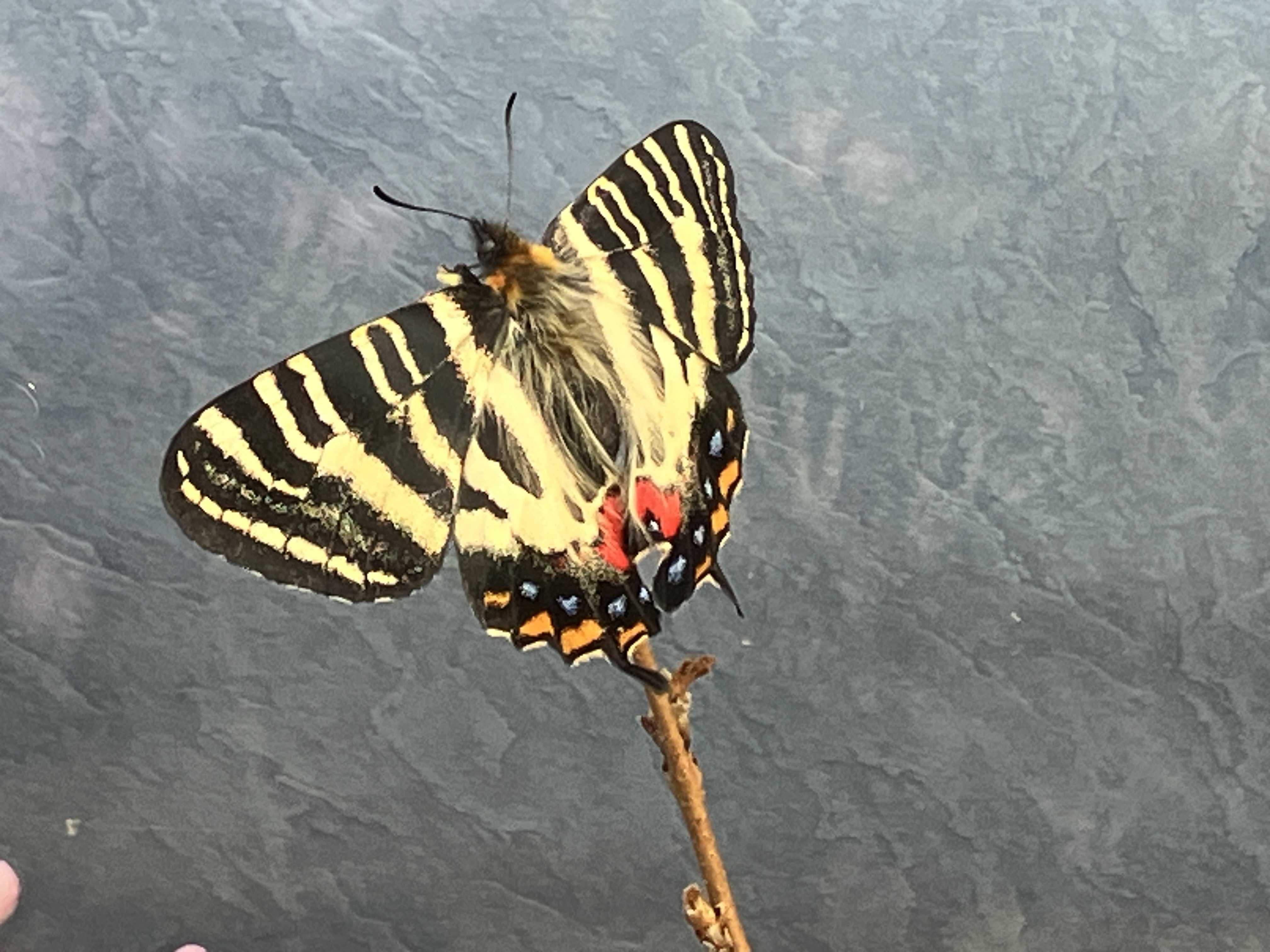 ギフチョウの羽化と猫ちゃん 名和昆虫博物館 | 今日は誰と会えるかな