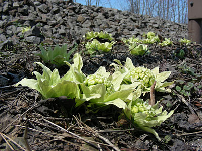 大沼国定公園　フキノトウ