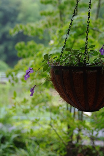 IMGP0475.JPG