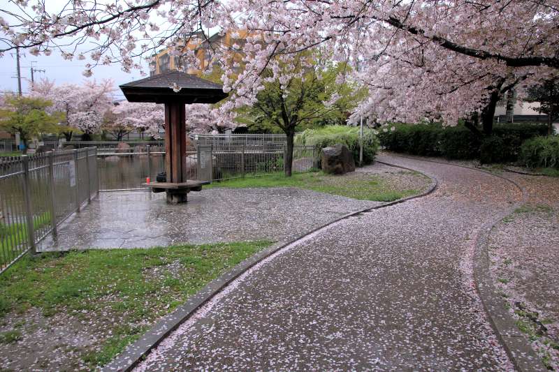 仕舞い桜_002.jpg